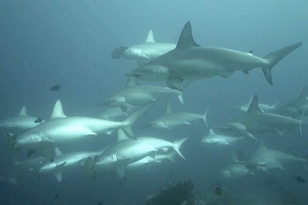 Hammerhead shark