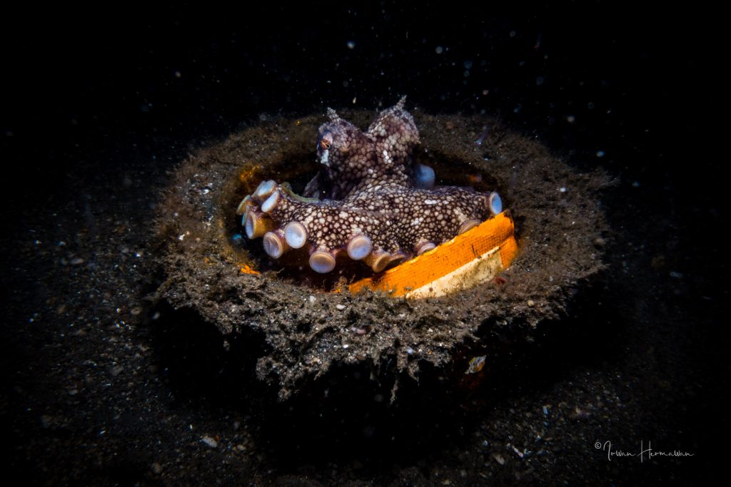 Coconut Octopus