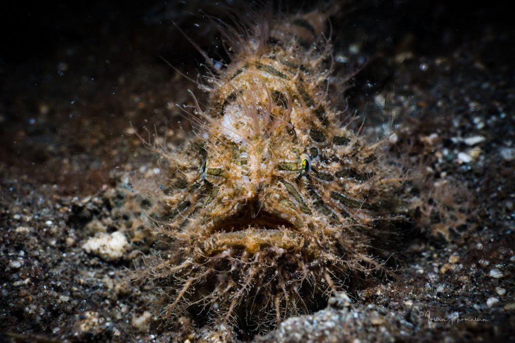Hairy Frogfish