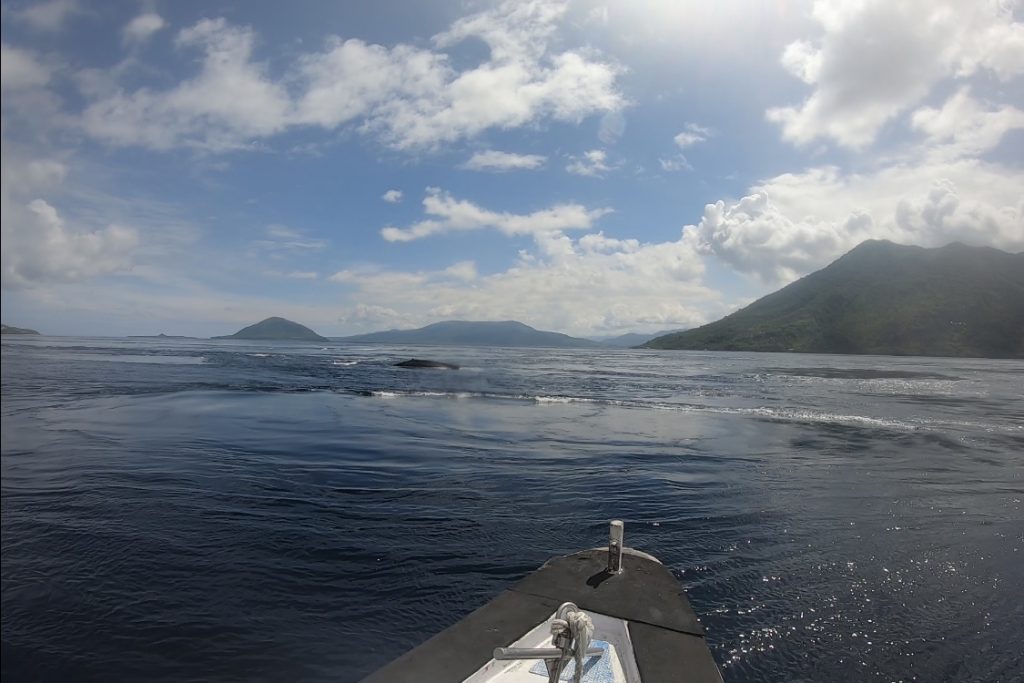 Alor Whale